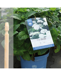 Bambini bamboe etiketsteker 45 cm naturel