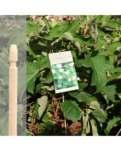 Bambini bamboe etiketsteker 70 cm naturel