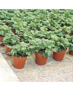 Mevolon bevloeiingsmat 300 gr / 50 x 1,6 m / grijs